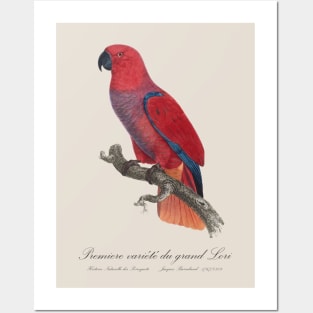 Eclectus Parrot / Premiere variete du grand Lori - 19th century Jacques Barraband Illustration Posters and Art